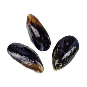 Mussel Whole